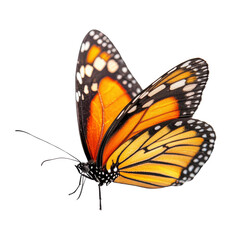 Fototapeta premium Vibrant Monarch Butterfly in Flight