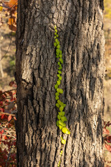 tree trunk with green moss