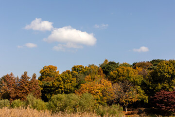 autumn landscape with blue sky