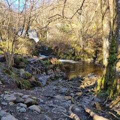 Obraz premium Sunlit woodland scene with a flowing stream, rocky banks, and bare trees. Peaceful nature setting. Ideal for nature, landscape, or outdoor themes. UK location.