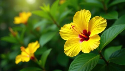 Fototapeta premium Bright yellow hibiscus flowers in a lush tropical garden, bloom, floral, nature