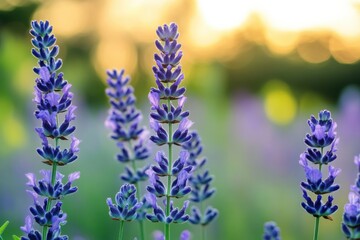 Obraz premium Colorful lavender flowers bloom in a field during sunset, showcasing vibrant hues and serene atmosphere. Generative AI