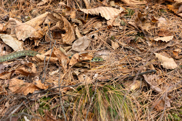 Naklejka premium Snake in the leaves