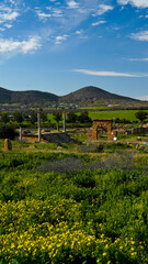  l'area,archeologica di Thuburbo Majus con i resti dell'antica città Romana,Pont du Fahs,Tunisia