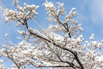 snow covered winter tree