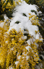 BATUMI, GEORGIA - February 19: mimosa in the snow