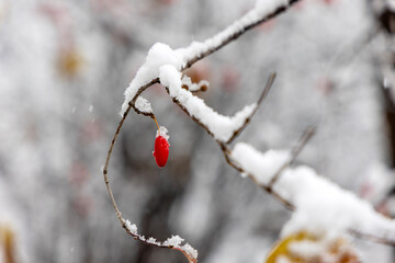 red berries in snow
