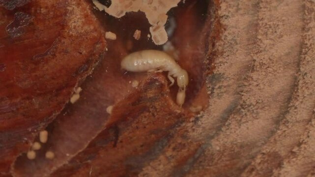 Wood Termite Tending to an Egg