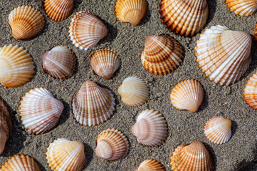 Cerastoderma edule common cockle empty seashells on sandy beach, simplicity background pattern in daylight in the sand