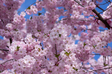 Prunus sargentii accolade sargent cherry flowering tree branches, beauty groups light pink petal flowers in bloom and buds