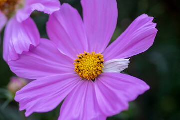 Obraz premium Cosmos bipinnatus flowering white garden mexican aster plants, group of petal flowers in bloom on green shrub