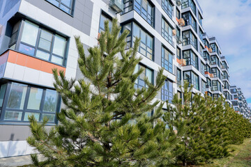 The concept of modern architecture, a residential complex, an apartment building for living. Close-up of spruces that grow against the background of a multi-storey building in gray and white tones