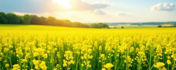 Vast canola field with bright yellow rapeseed flowers blooming in summer sunlight, summer, rapeseed