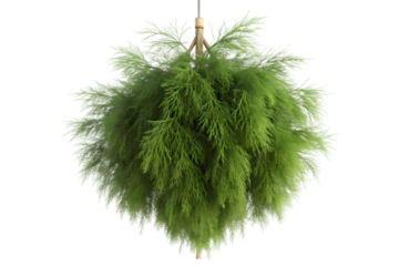 christmas tree branch isolated on transparent background