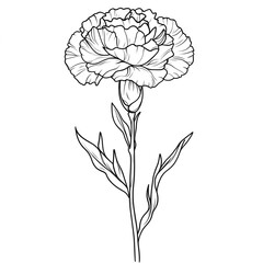 Elegant Carnation: A Simple Line Drawing of Nature's Beauty