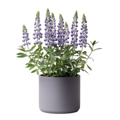 Fototapeta premium A lupine potted plant with lush green leaves and tall purple flowers, displayed for dramatic effect. isolated on white background and transparent background.