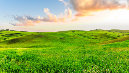 Beautiful landscape of green spring season field with salad grass, farm with garden and sunset or...