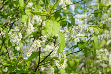Flowering bird cherry in the spring in nature