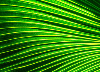 green palm leaf close up, natural bio background for flora concept and design. textured plant leaf macro with rows and lines