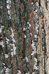 Turkey-Tail on bark (Trametes versicolor)