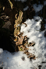 Turkey-Tail on bark (Trametes versicolor)