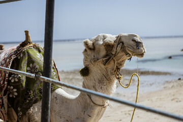 White dromedary camel resting on marsa alam beach, egypt