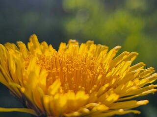 yellow flower macro