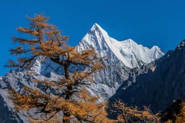 Snow-capped mountain with autumn tree.