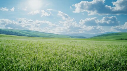 Fototapeta premium Serene Green Field Under a Sunny Sky