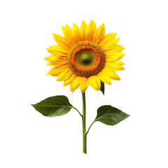 Fototapeta premium Vibrant sunflower with green leaves on a black background