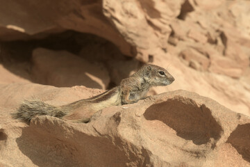 nordafrikanische borstenhörnchen