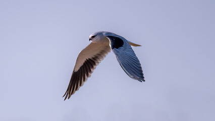 seagull in the sky