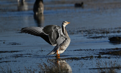 great crested grebe in flight