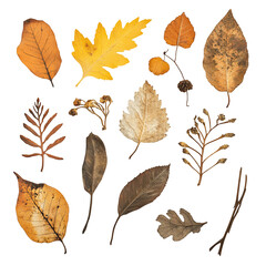 Fototapeta premium Collection of autumn leaves arranged artistically on a white background showcasing various colors and shapes