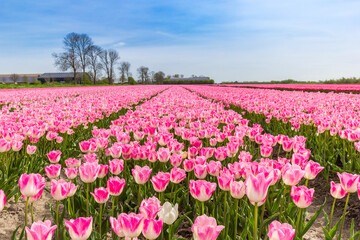 Obraz premium Field of pink and white tulips in spring in Noordoostpolder, Netherlands