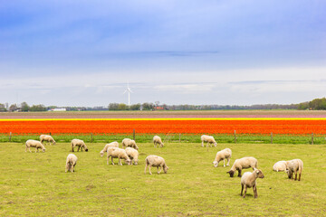 Obraz premium Herd of sheep in front of a tulips field in Noordoostpolder, Netherlands