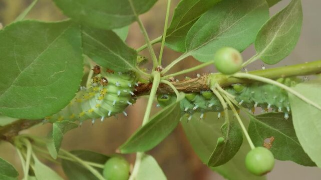 Cecropia Moth Caterpillar Climbing a Tree