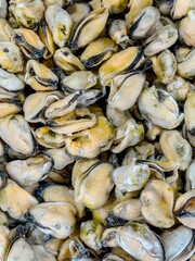 Freshly harvested shellfish displayed at a seafood market in a coastal region during daytime