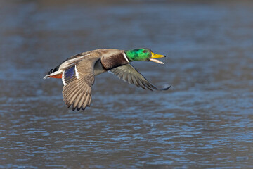 Obraz premium A male Mallard duck (Anas platyrhynchos) in flight.