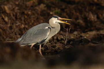 A grey heron (Ardea cinerea) fishing on the edge of a lake in Germany.