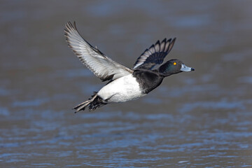 A Male tufted duck (Aythya fuligula) in flight.