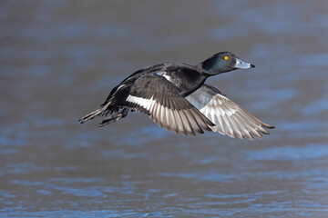 A Male tufted duck (Aythya fuligula) in flight.