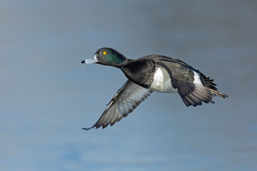 A Male tufted duck (Aythya fuligula) in flight.