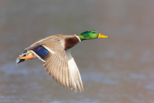 A male Mallard duck (Anas platyrhynchos) in flight.