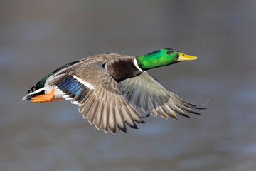 A male Mallard duck (Anas platyrhynchos) in flight.