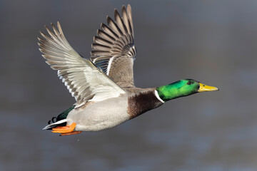 A male Mallard duck (Anas platyrhynchos) in flight.