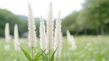 Obraz premium White fluffy wildflowers bloom in a green grassy meadow during a bright summer day.