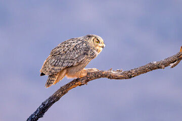 great horned owl
