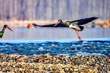 white stork on the beach