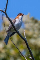 robin on a branch